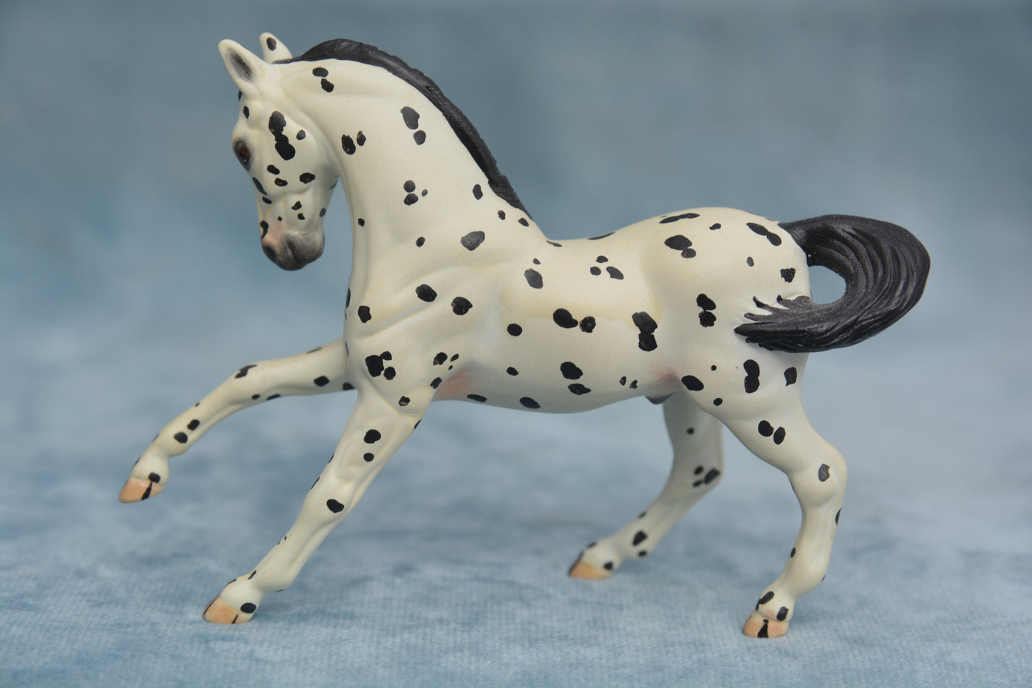Spotted G2 Warmblood