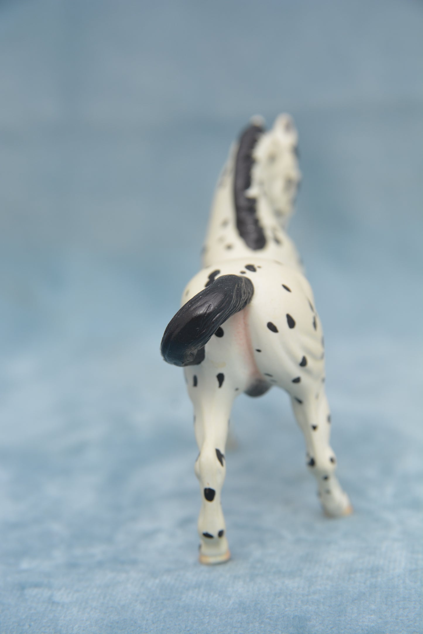Spotted G2 Warmblood