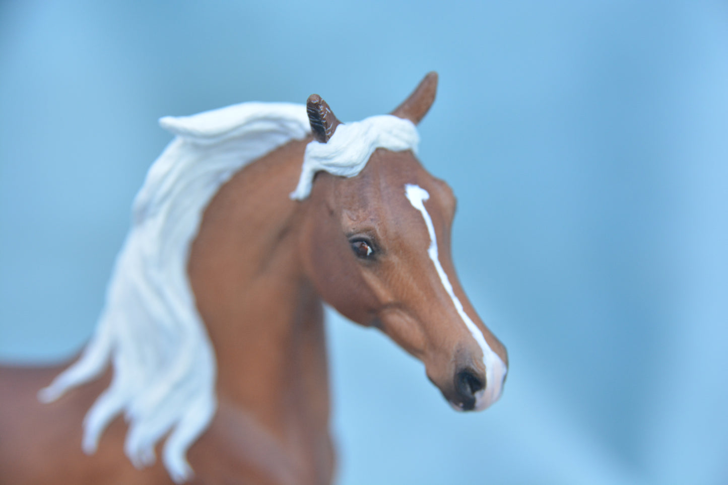 Palomino Spotted Arab