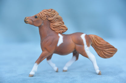 Chestnut Pinto Shetland