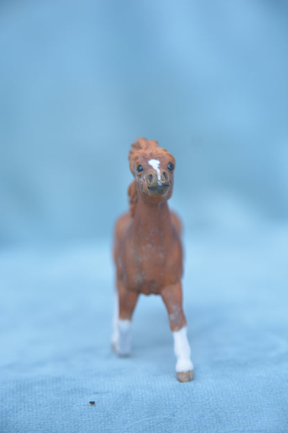 Chestnut Pinto Shetland