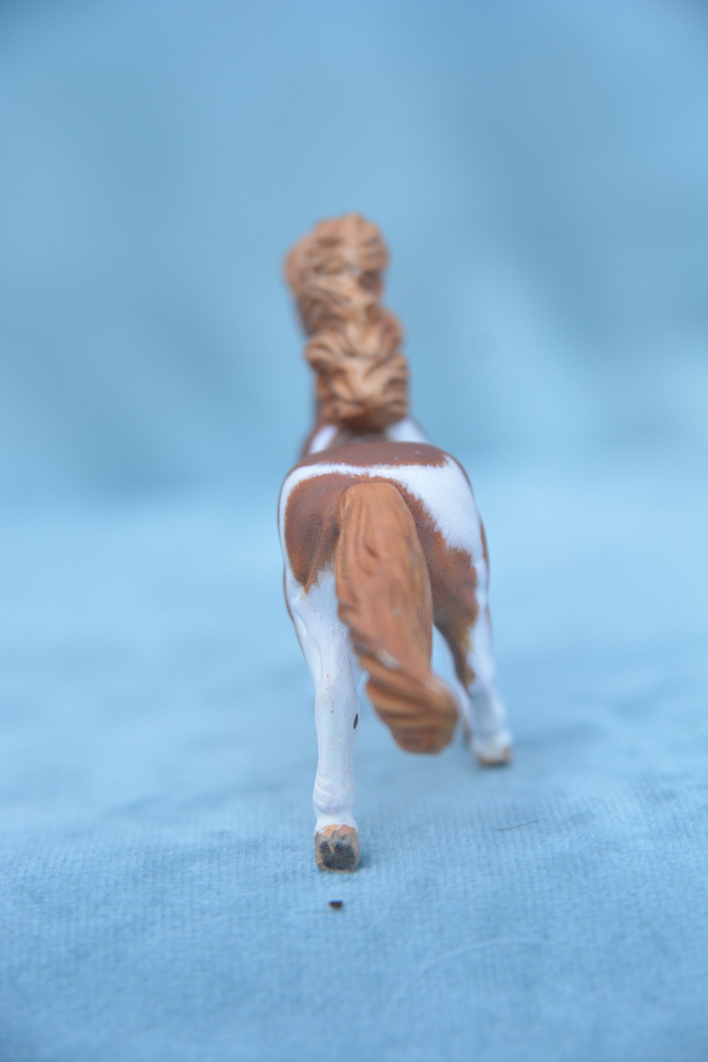 Chestnut Pinto Shetland