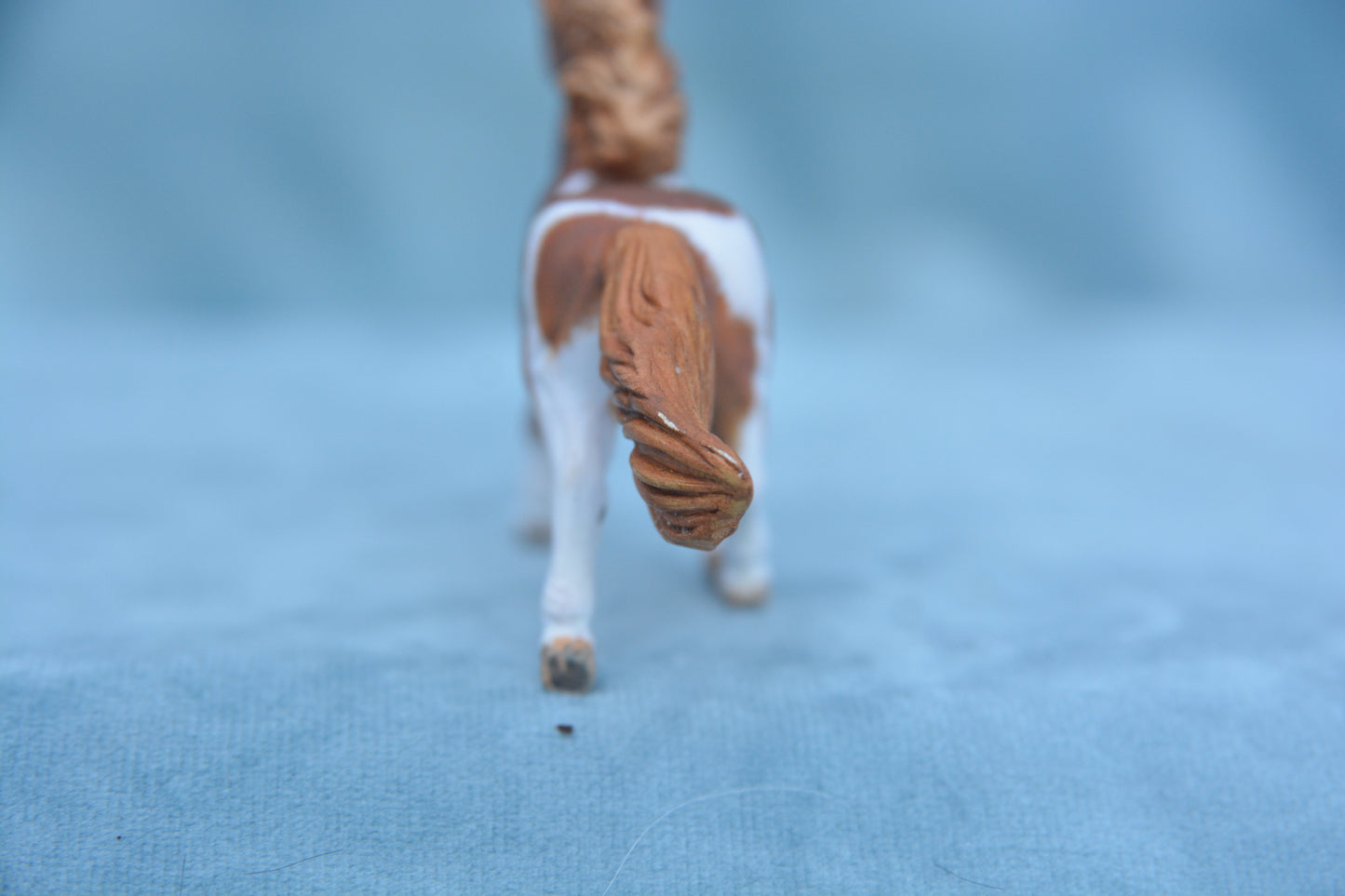 Chestnut Pinto Shetland