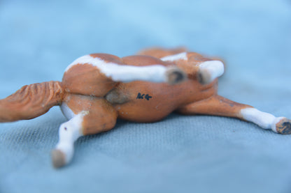 Chestnut Pinto Shetland