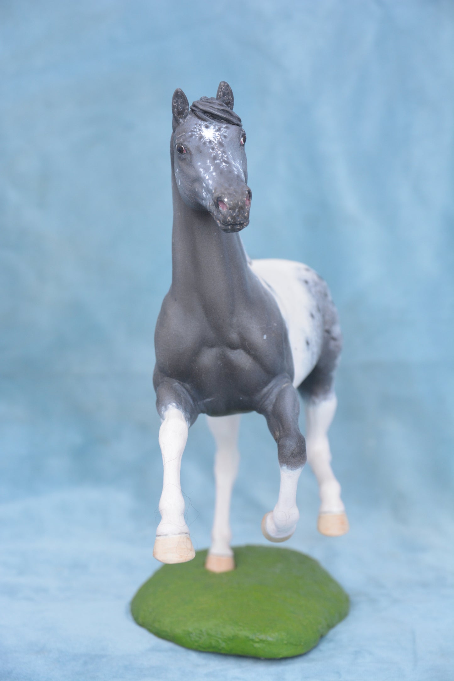 Pintaloosa Warmblood