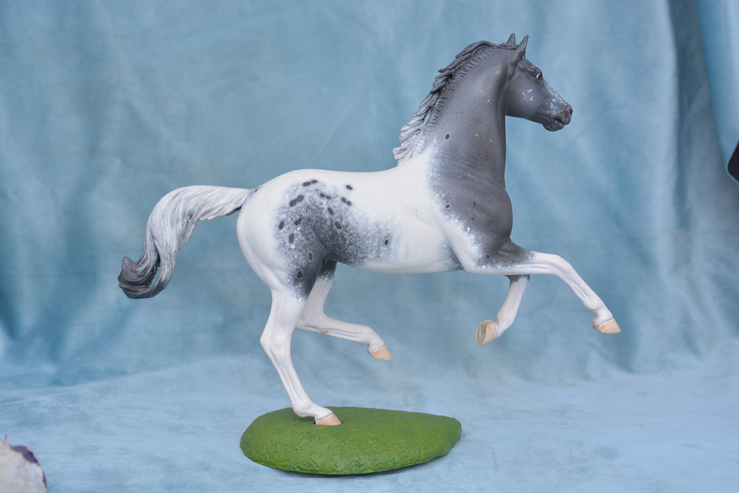 Pintaloosa Warmblood