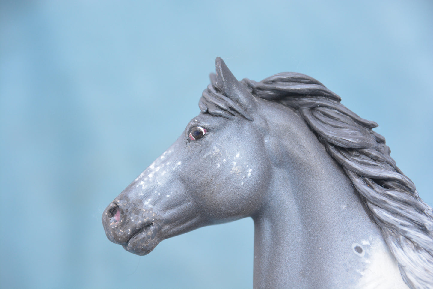 Pintaloosa Warmblood