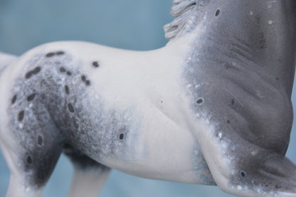 Pintaloosa Warmblood