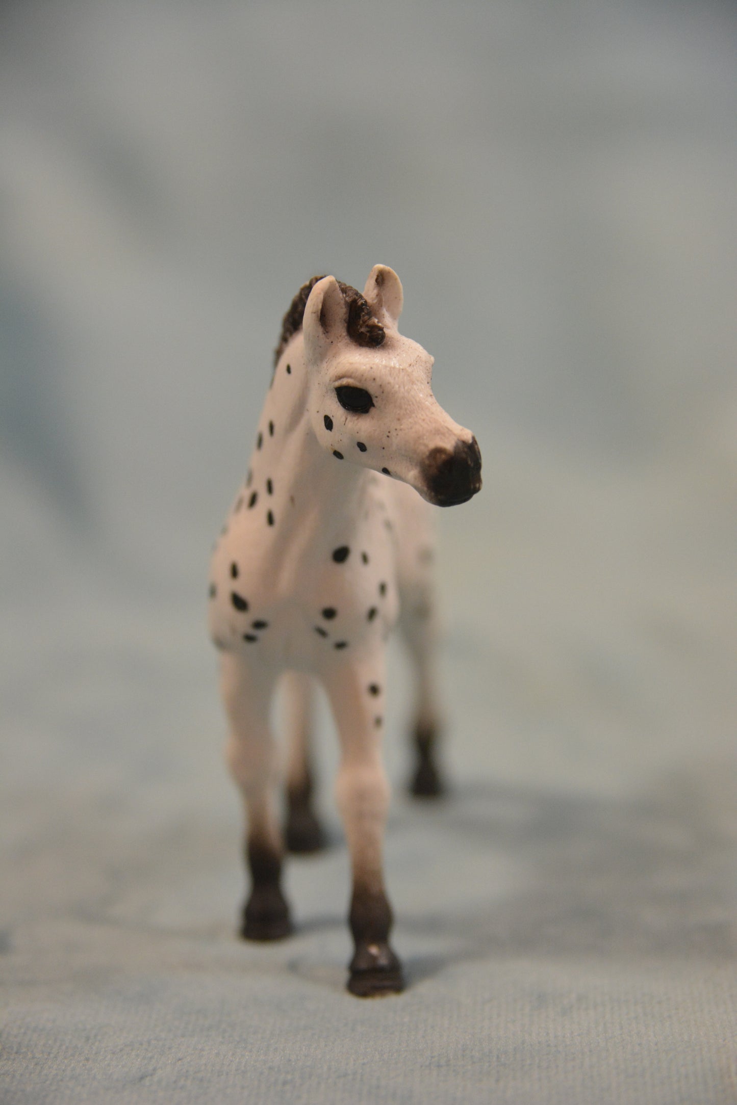 Knabstrupper Foal