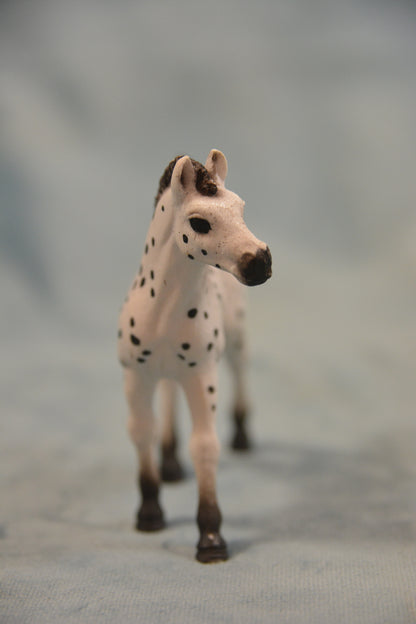 Knabstrupper Foal