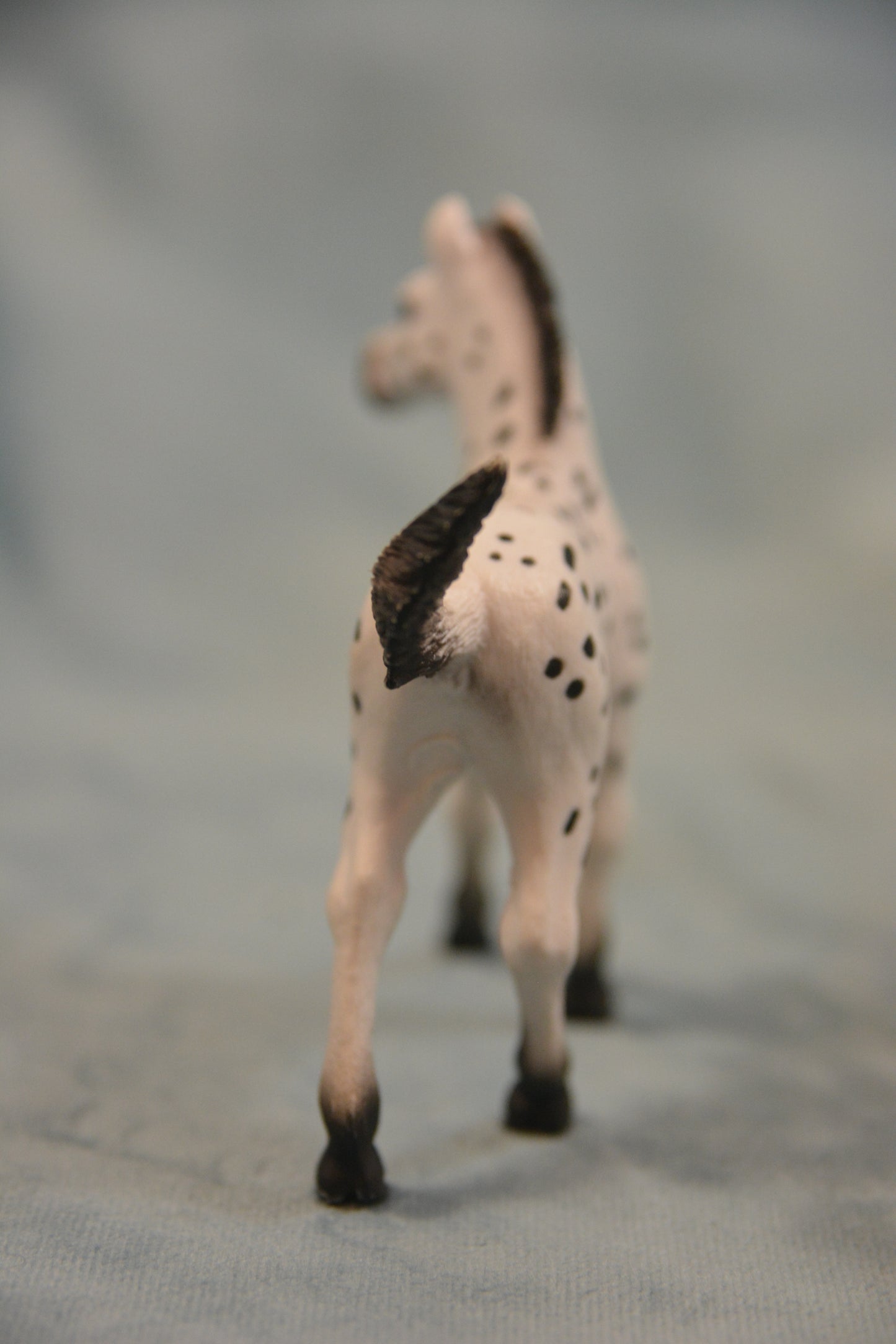 Knabstrupper Foal