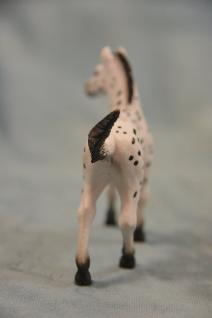 Knabstrupper Foal