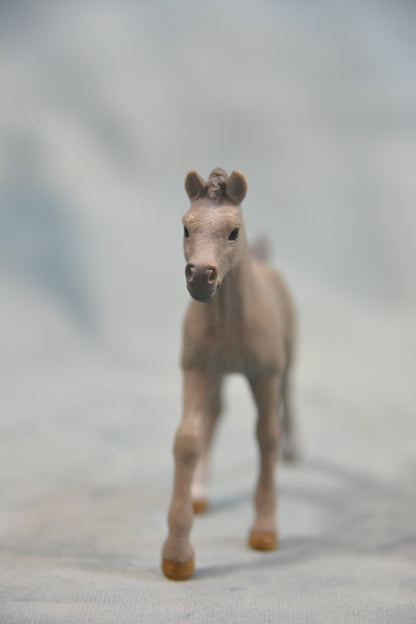 Arabian Foal