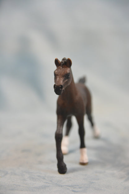 Bay Arab Foal