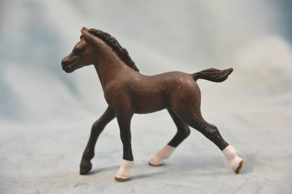 Bay Arab Foal