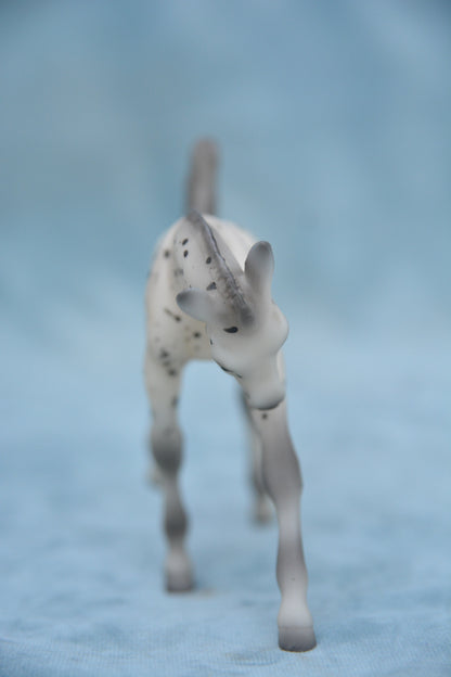Leopard Appaloosa Foal
