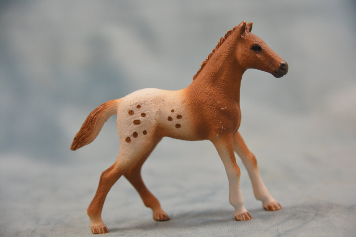 Appaloosa Foal