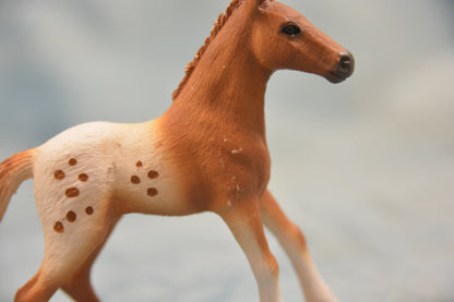 Appaloosa Foal