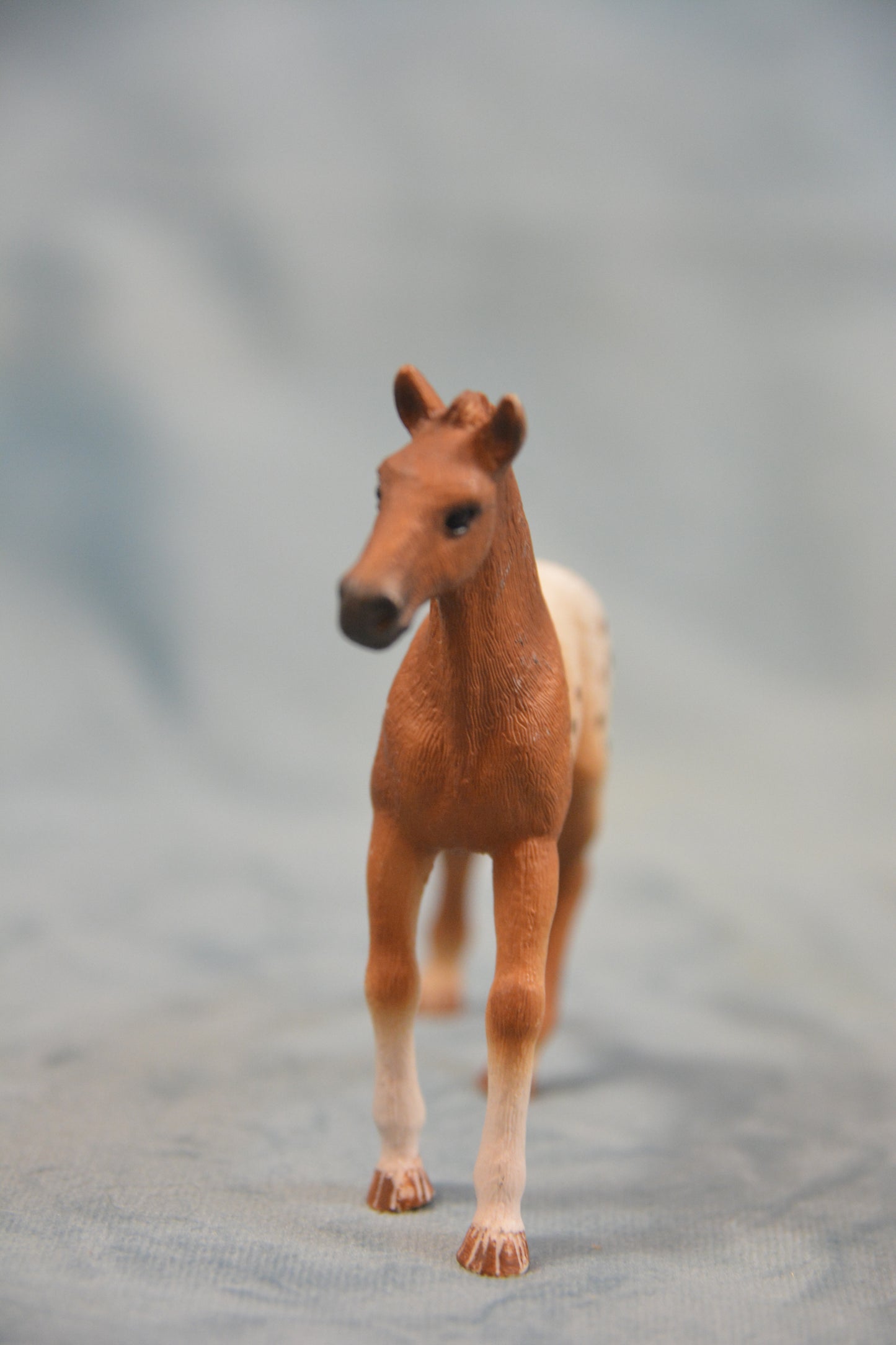 Appaloosa Foal