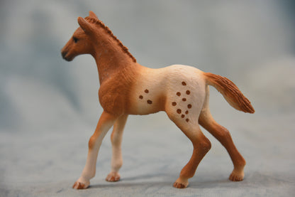 Appaloosa Foal