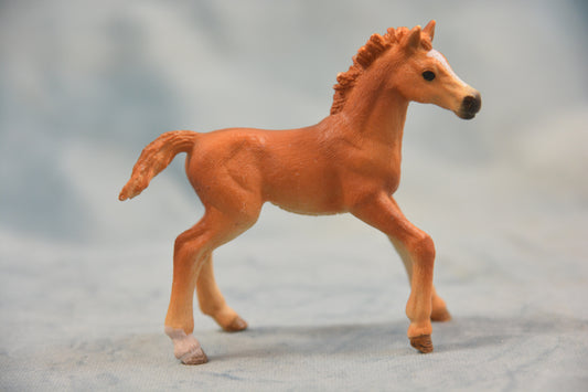 Blanket Foal