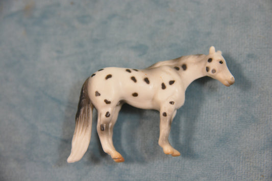 Appaloosa