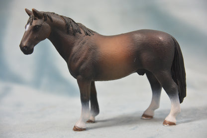 Hanoverian Stallion