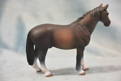 Hanoverian Stallion