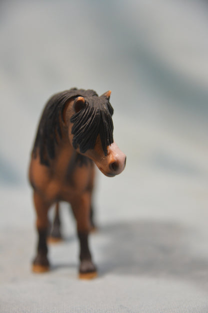 Dartmoor Pony