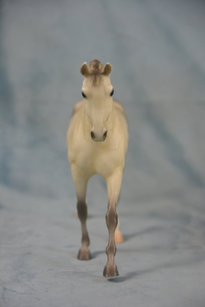 Dapple Grey Hanoverian