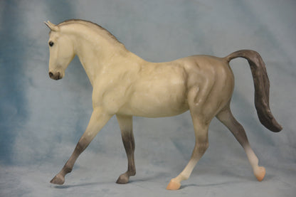 Dapple Grey Hanoverian