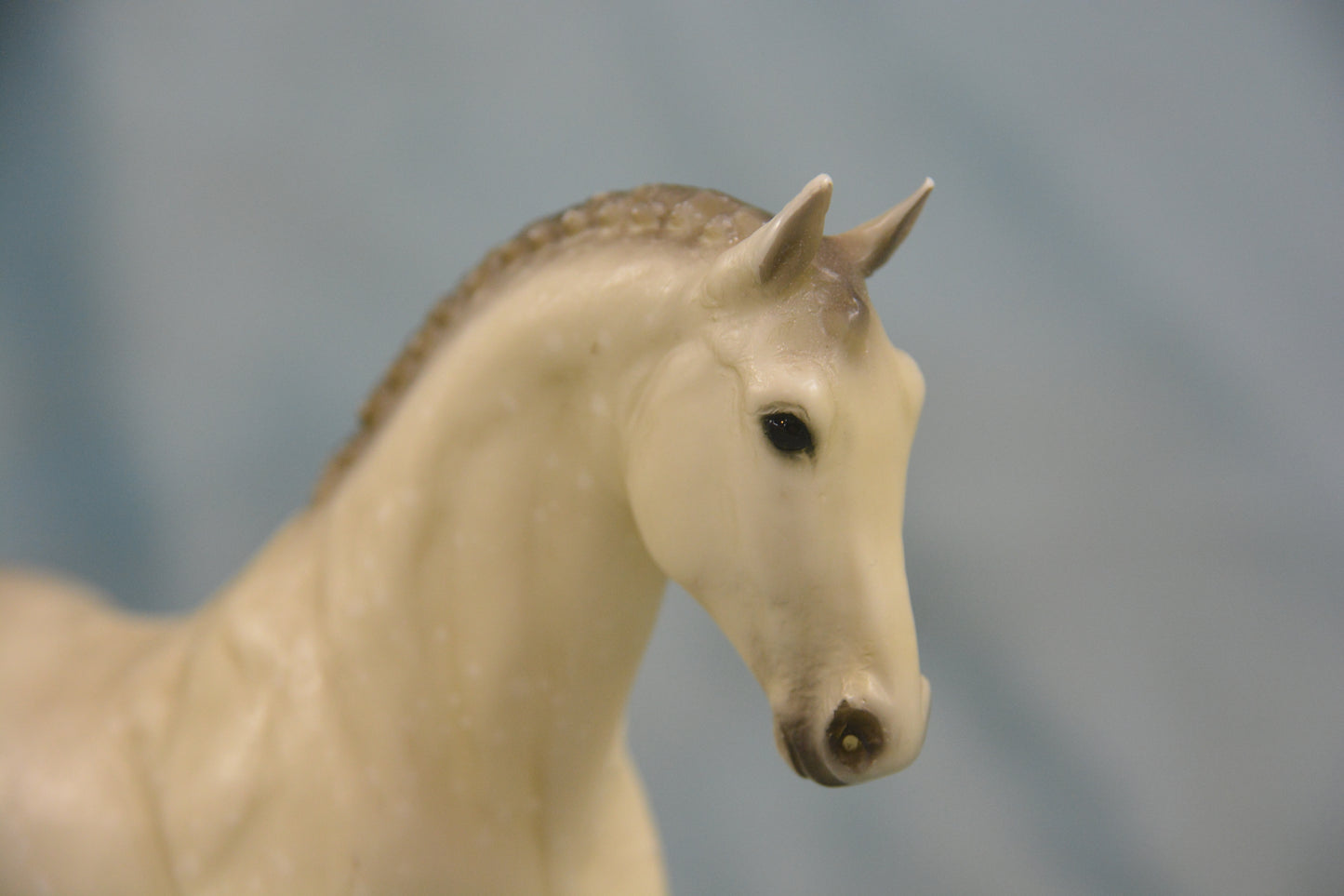 Dapple Grey Hanoverian