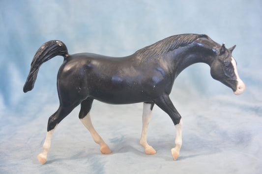 Black Arabian