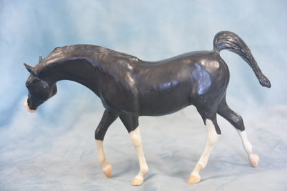 Black Arabian