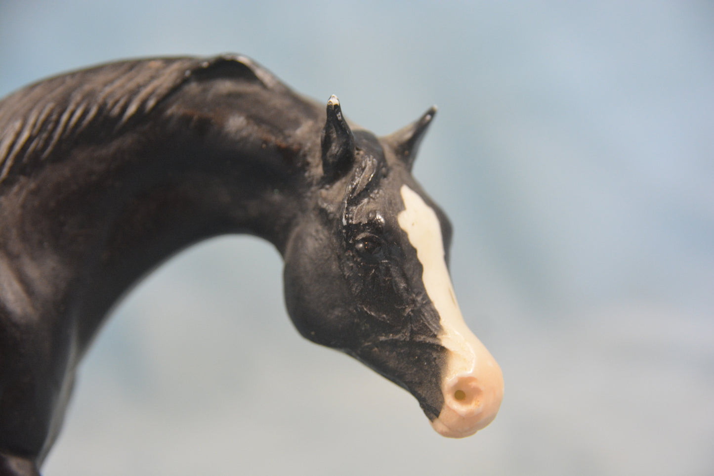 Black Arabian