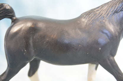 Black Arabian