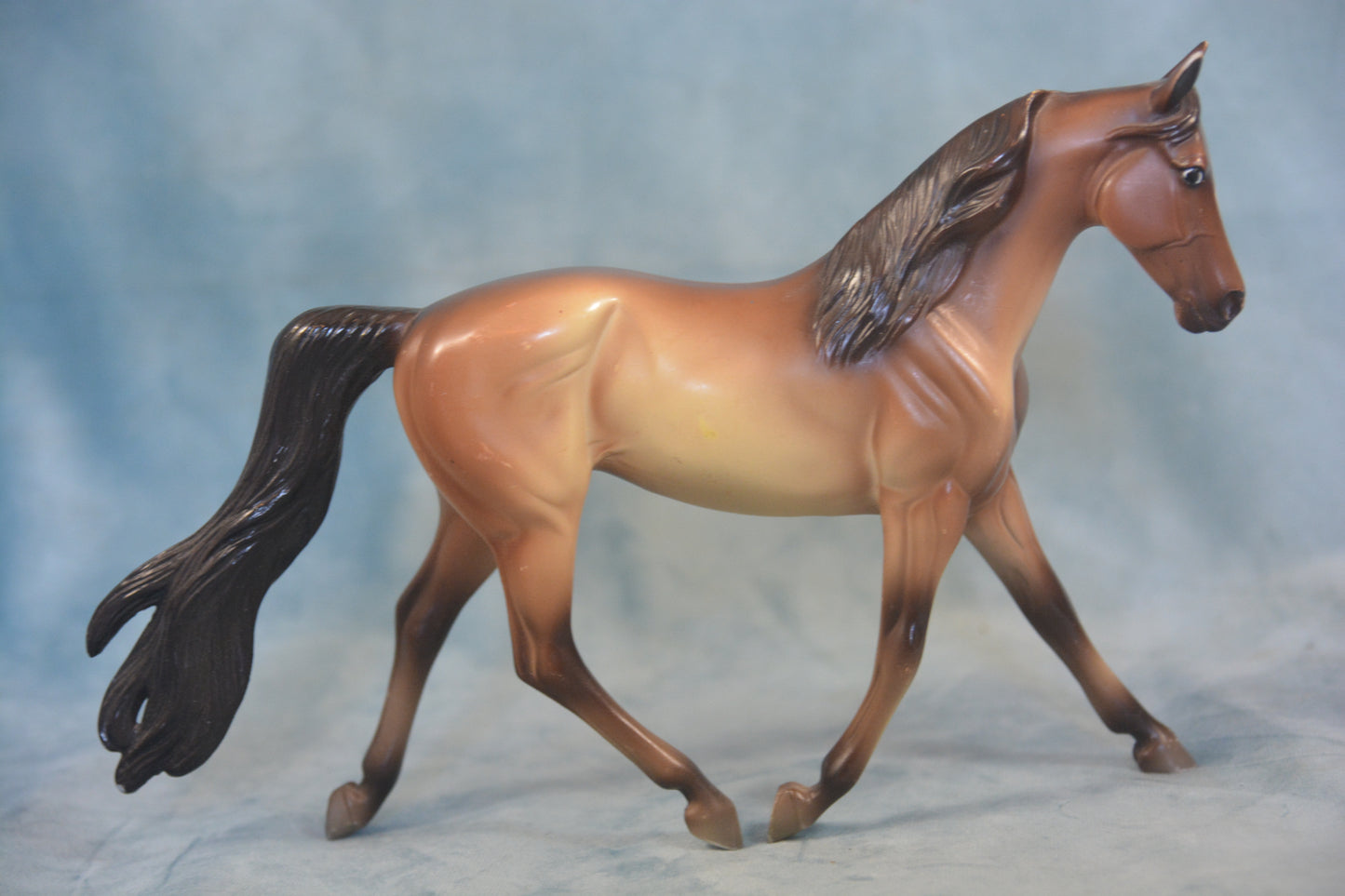 Buckskin Morgan