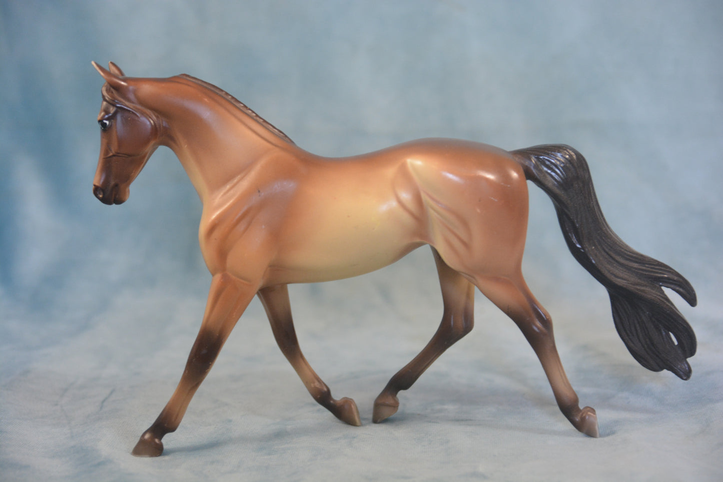 Buckskin Morgan