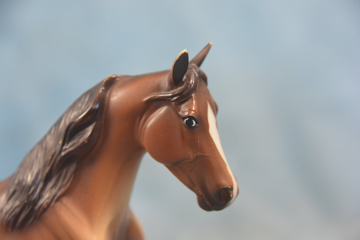 Buckskin Morgan