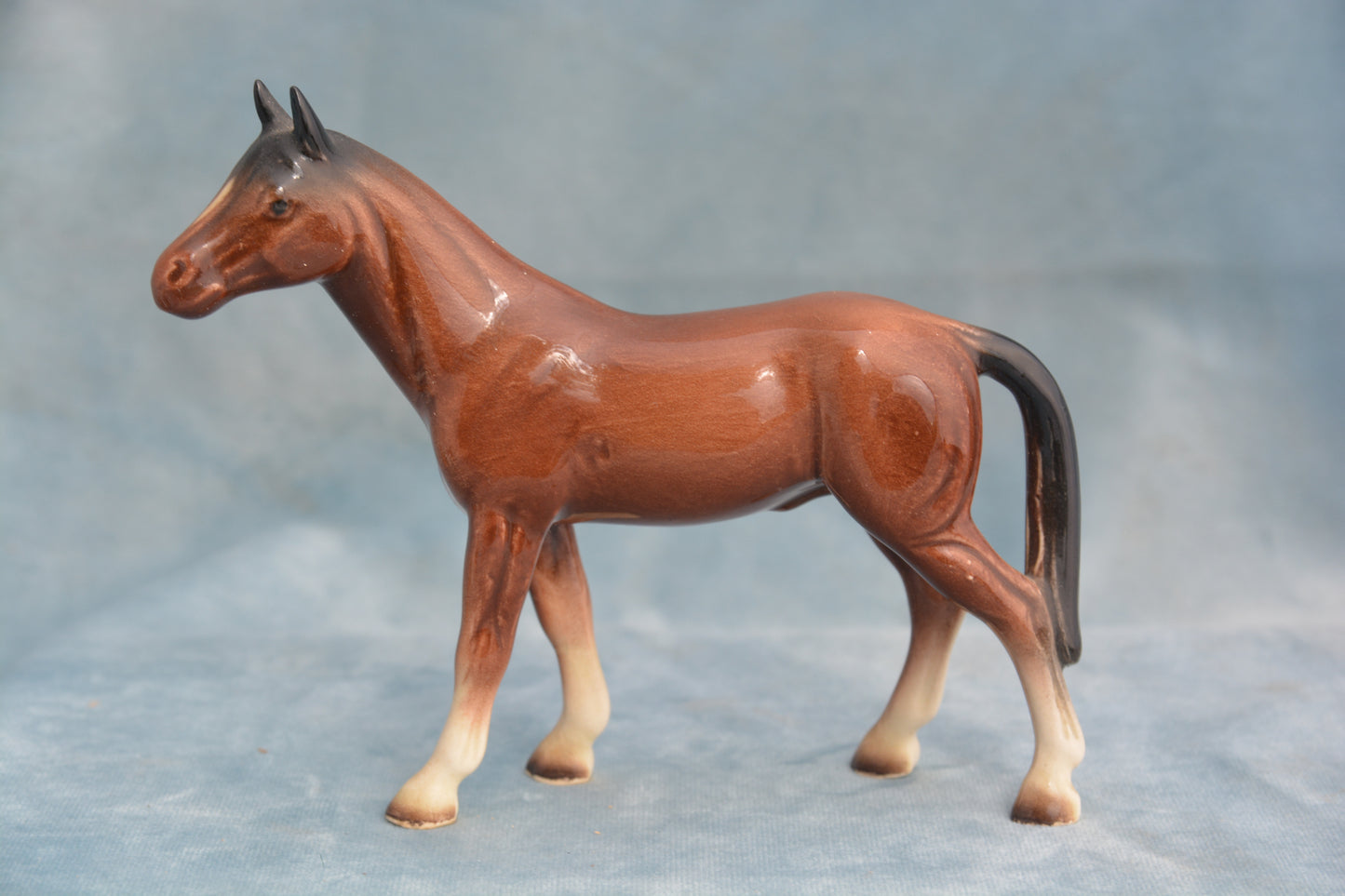 Bay China Foal