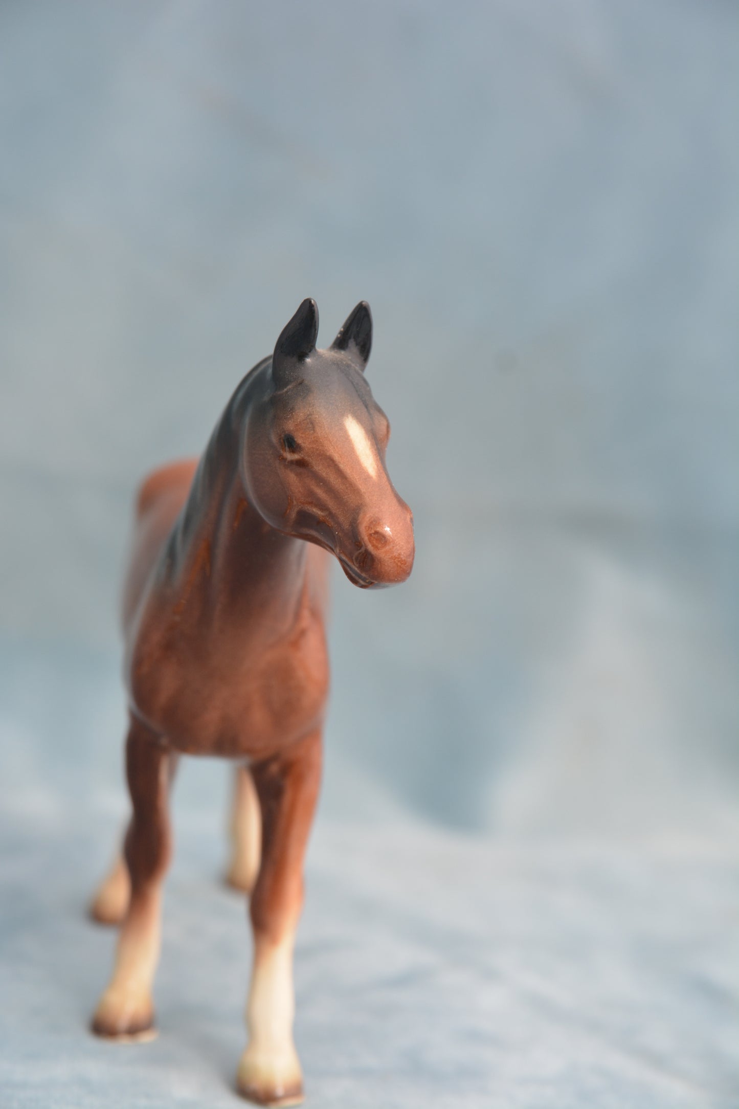 Bay China Foal