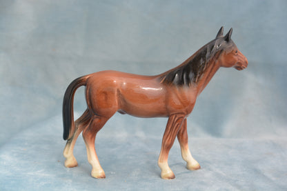 Bay China Foal