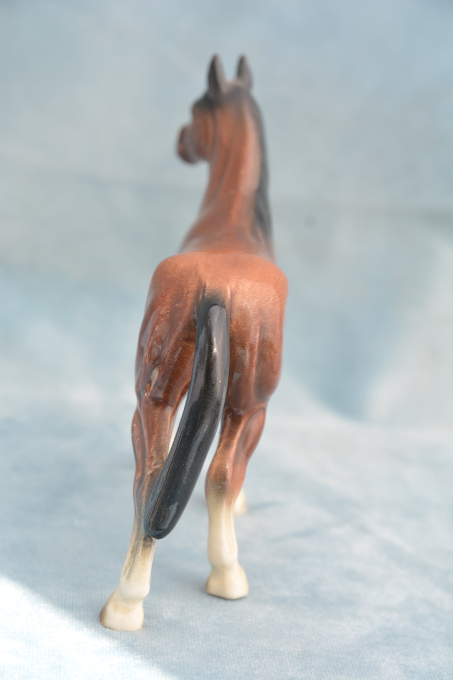 Bay China Foal