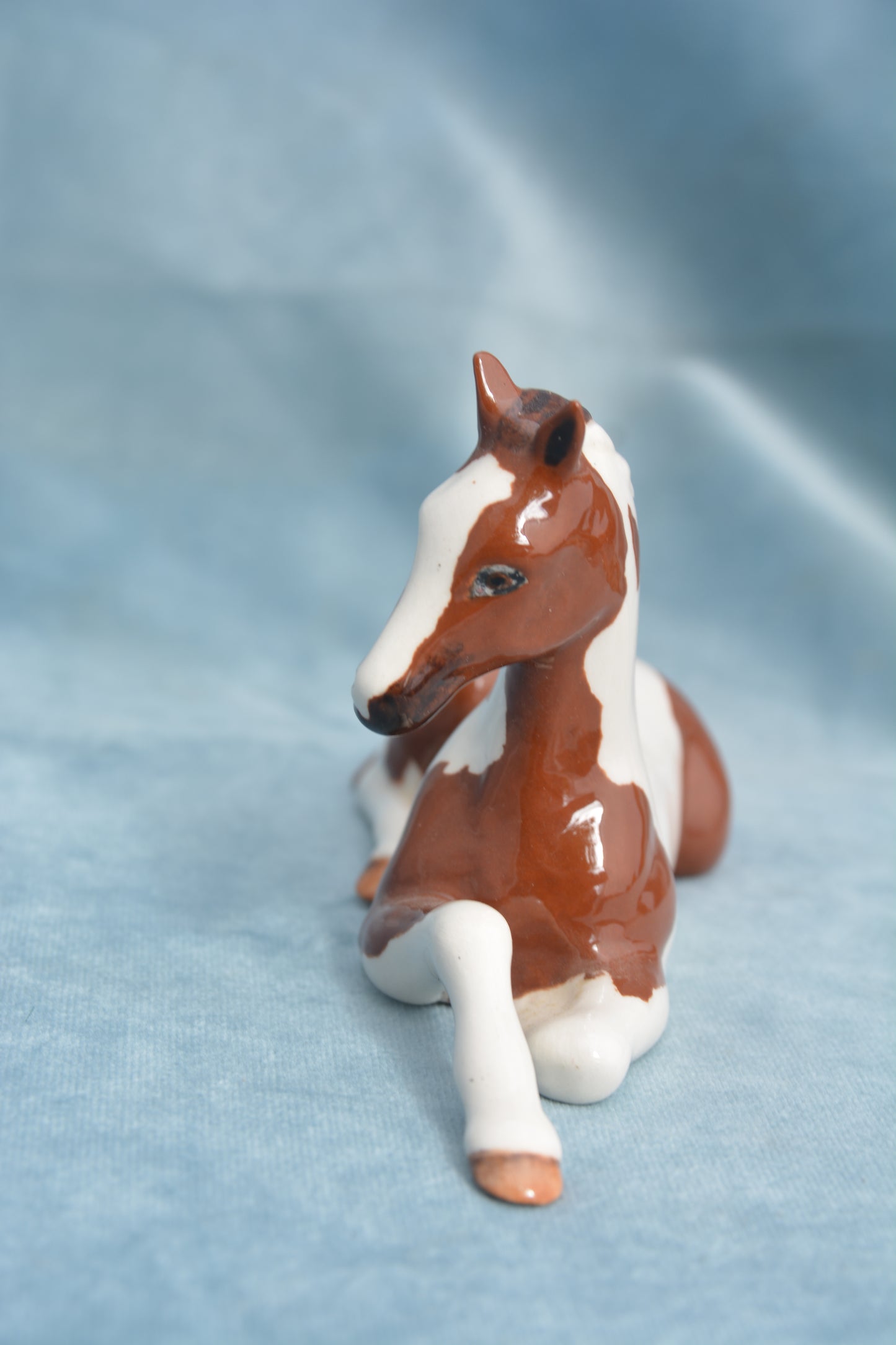 Pinto China Foal