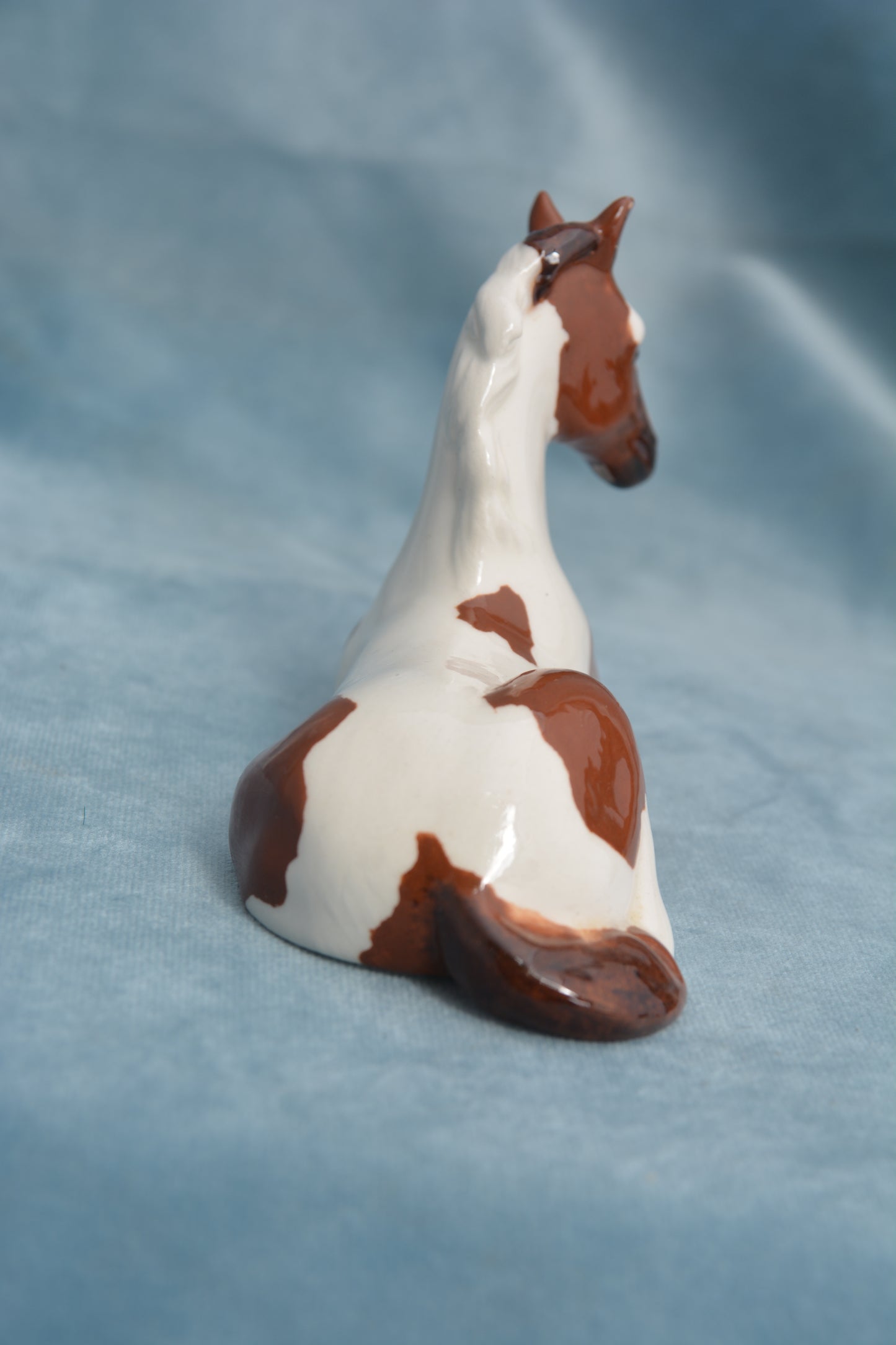 Pinto China Foal