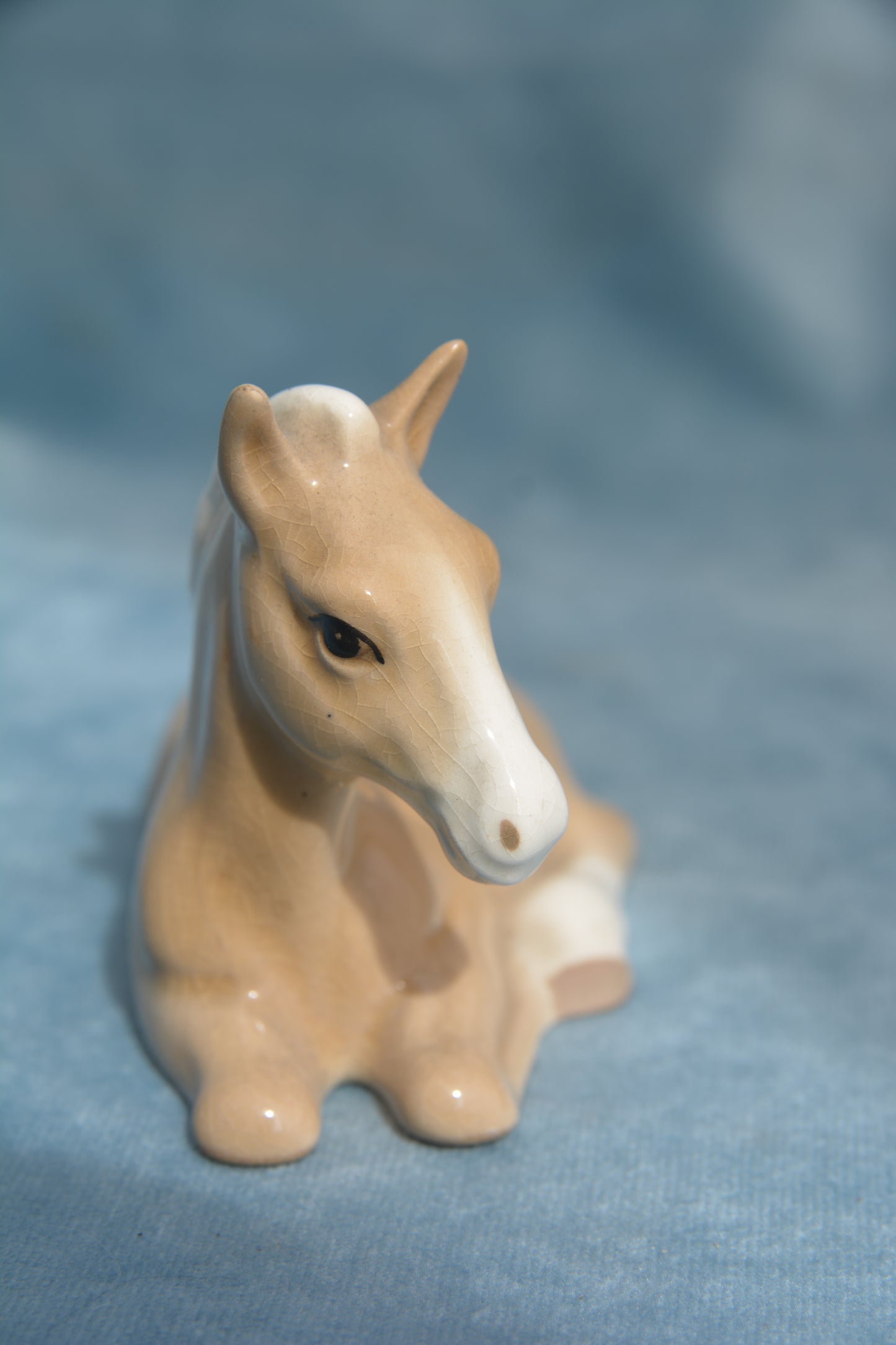 Palomino Lying China Foal