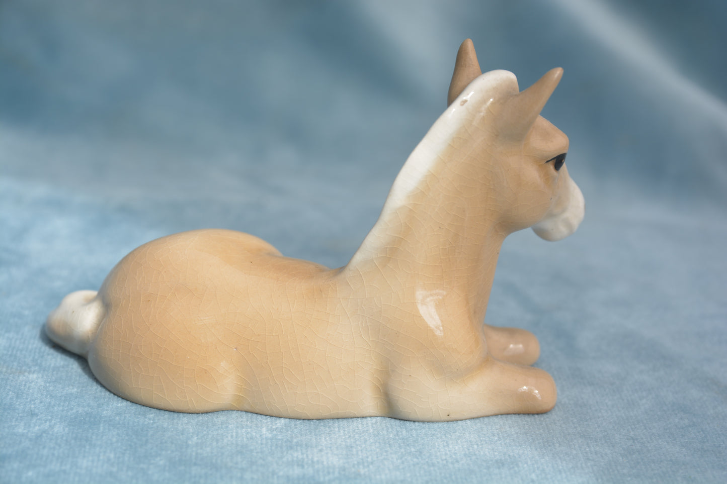 Palomino Lying China Foal