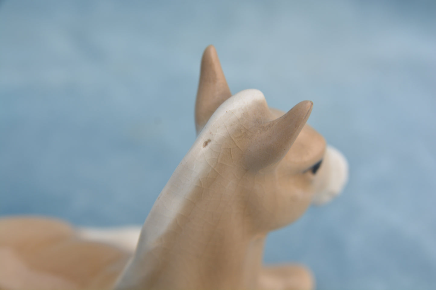 Palomino Lying China Foal