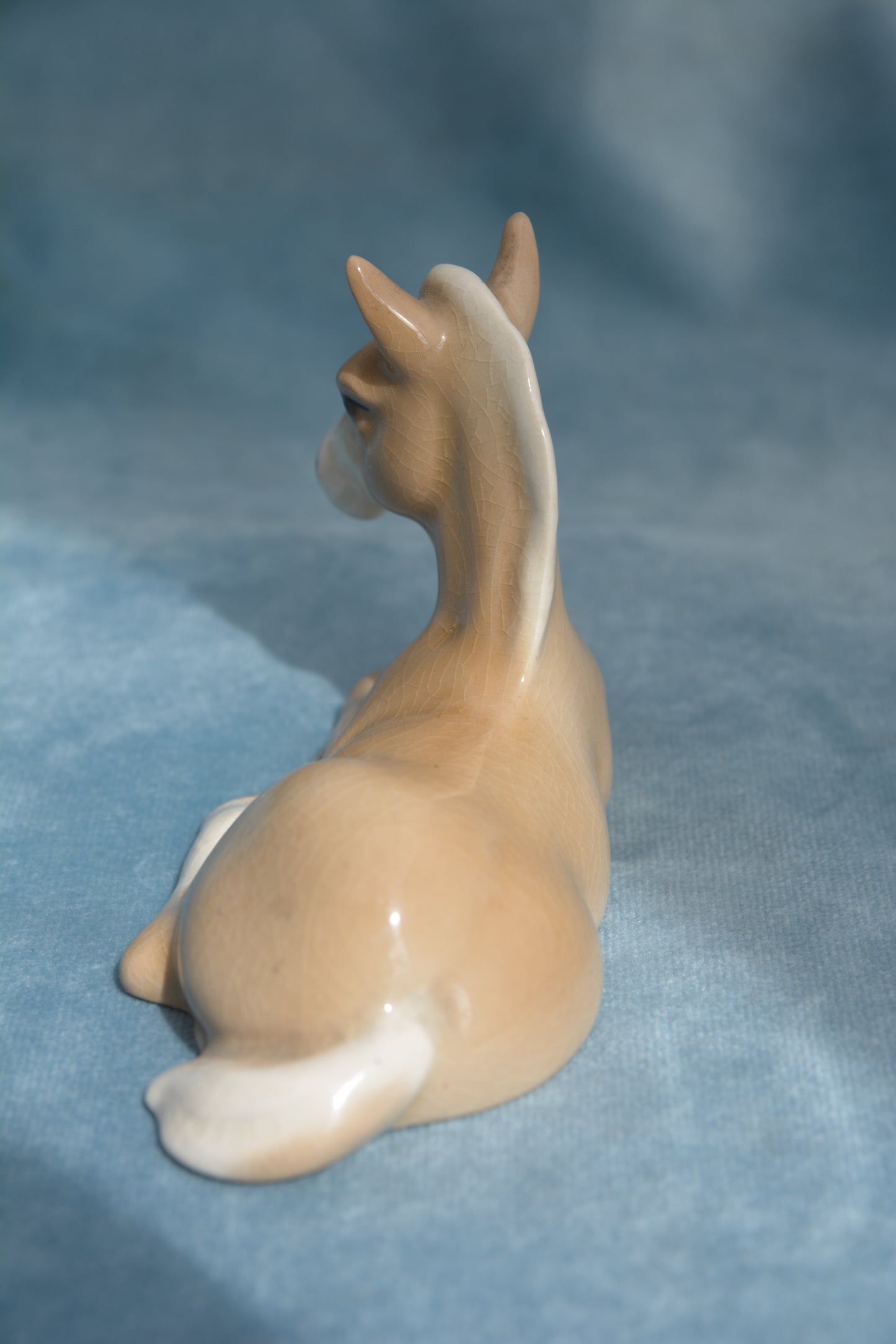 Palomino Lying China Foal