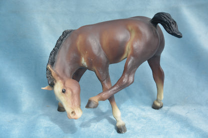 Liver Chestnut Scratching Foal